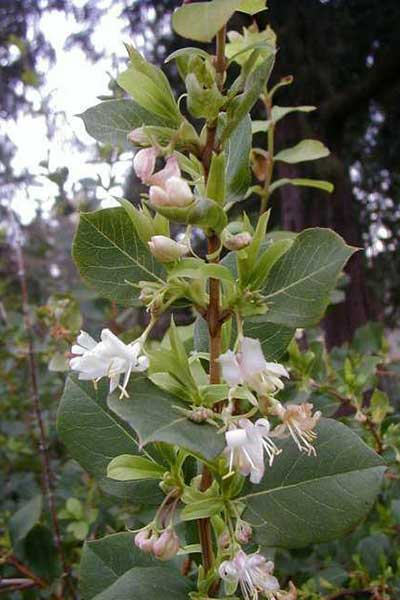 LOFR-Flower-MOBotanicalGarden.jpg