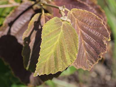 HAFO-Leaves.jpg