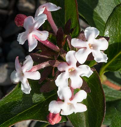 Fragrant Abelia