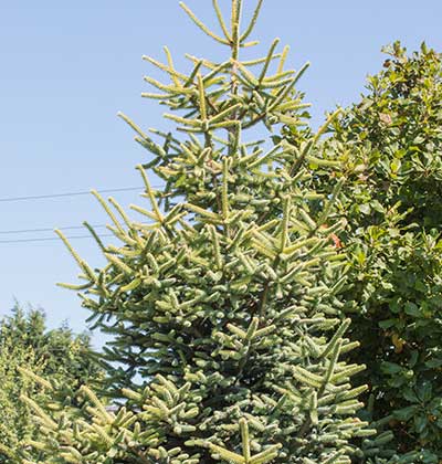 Golden Spanish Fir 'Aurea'