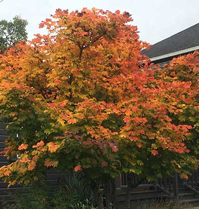 Vine Maple 'Burgundy Jewel'