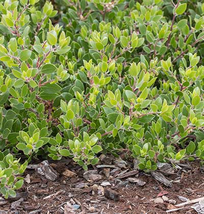 Hooker's Manzanita 'James Roof'