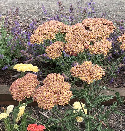 Yarrow 'Salmon Beauty', 'Calistoga'