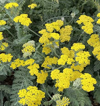 Yarrow