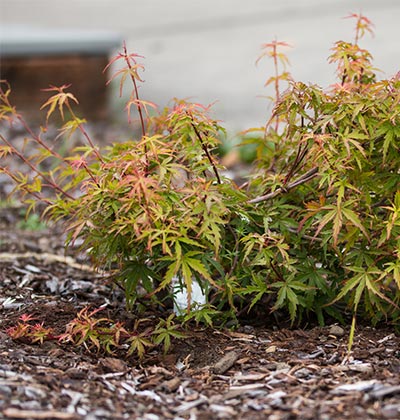 Dwarf Japanese Maple Groundcover