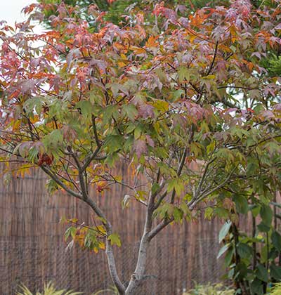 Japanese Maple