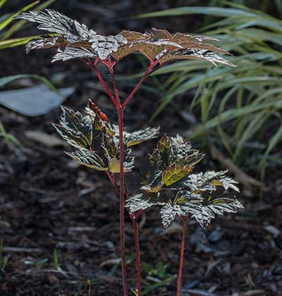 Bugbane 'Hillside Black Beauty'