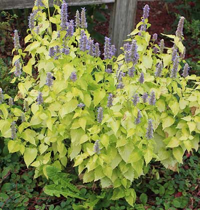 Anise Hyssop