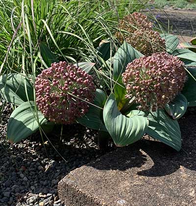 Ornamental Onion