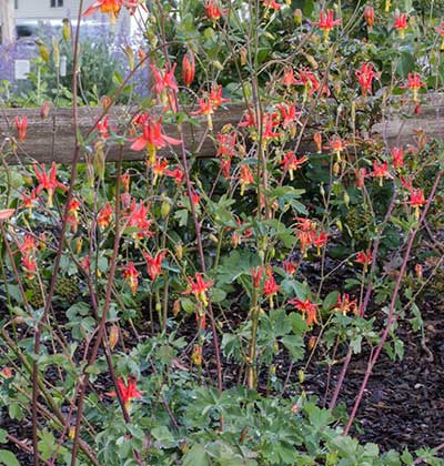 Western Columbine