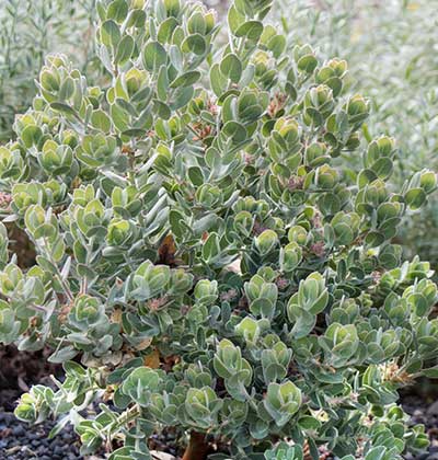 Manzanita 'Diablo's Blush'