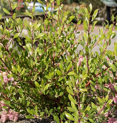 Manzanita 'Louis Edmonds'