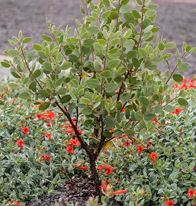 Manzanita 'Howard McMinn' (Vine Hill)