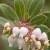 ARHO-Flowers-White-Lanterns.jpg