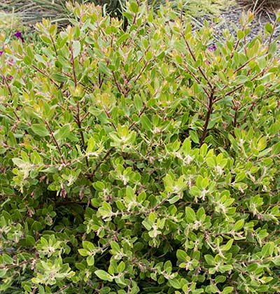 Manzanita 'White Lanterns'