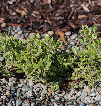 Sandmat Manzanita