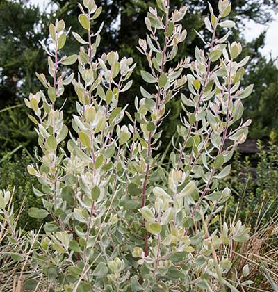 Manzanita 'Ghostly'