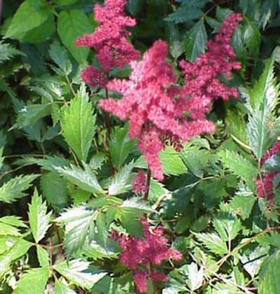 Astilbe