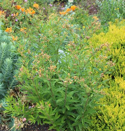 Butterfly Milkweed