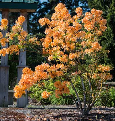 Deciduous Azalea