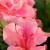 AZAU-Autumn-Coral-Azaleas.org.jpg