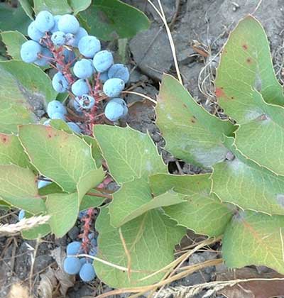 Oregon Grape