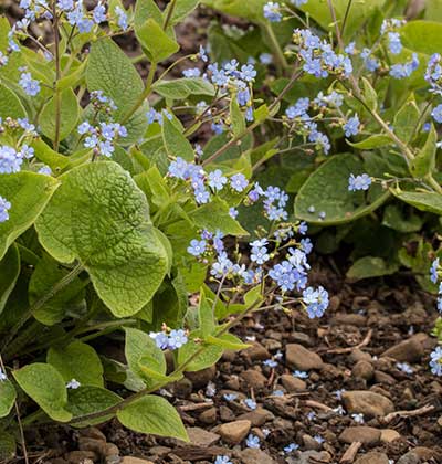 Siberian Bugloss