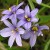 Blue-Eyed-Grass2-Portland-Nursery.jpg