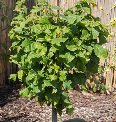 Columnar Hornbeam 'Columaris Nana'