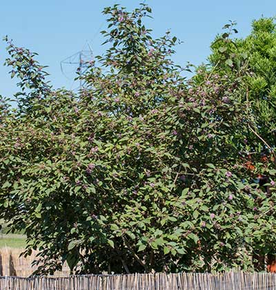 Purple Beautyberry