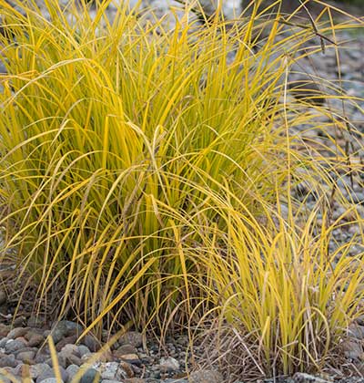 Carex 'Bowles Golden'