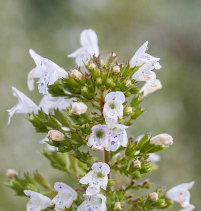 Dwarf Calamint