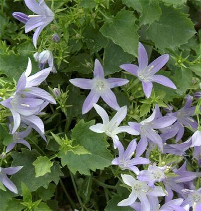 Campanula Blue Waterfall