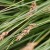 CATU-Seed-head.jpg