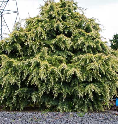 Himalayan Cedar 'Snow Sprite'