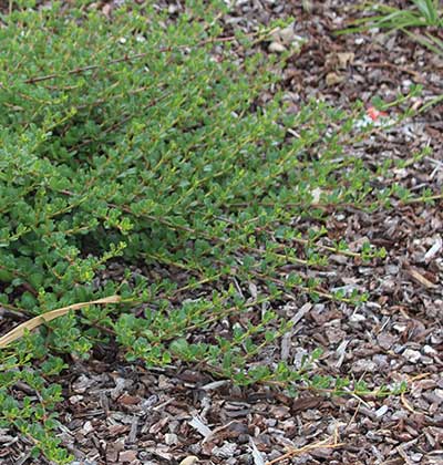 Point Reyes Ceanothus