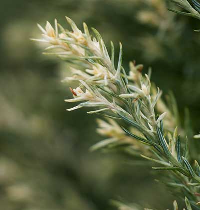 Port Orford Cedar 'Barry's Silver'