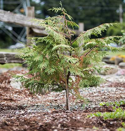 Alaska Cedar 'Nidifera'