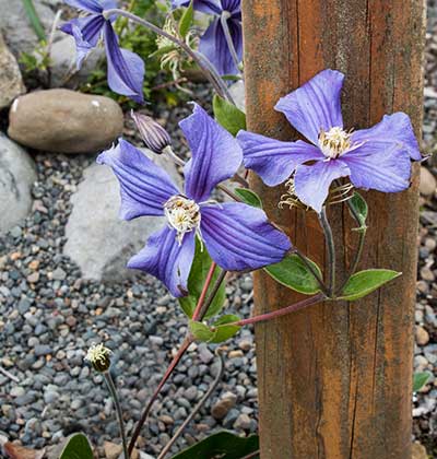 Clematis Durandii