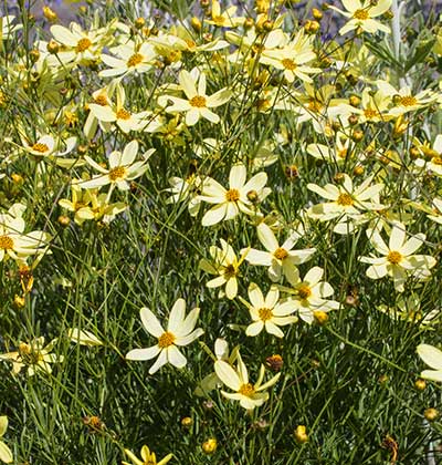 Coreopsis 'Moonbeam'