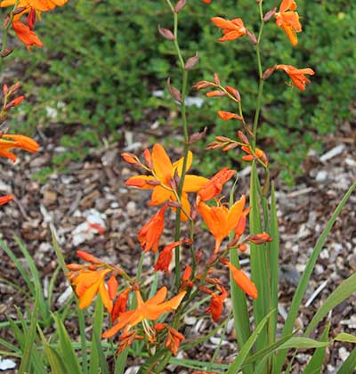 Crocosmia