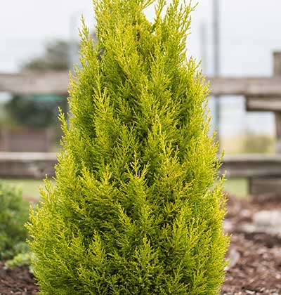 Monterey Cypress 'Wilma Goldcrest'