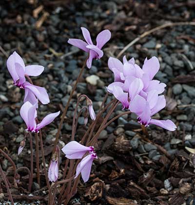 Cyclamen