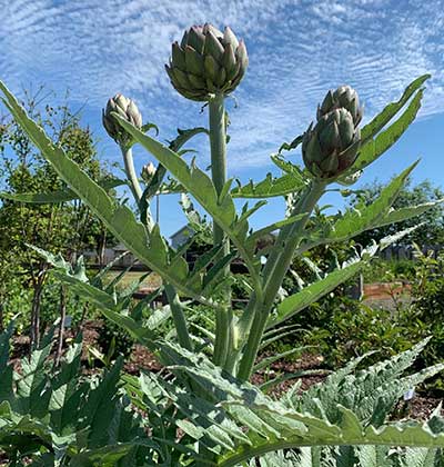 Artichoke