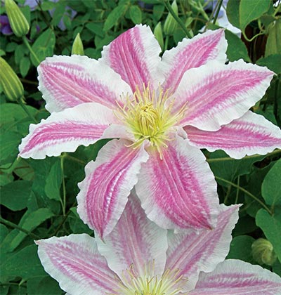 Clematis 'Vancouver Cotton Candy'
