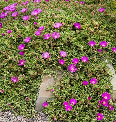 Ice Plant 'Jewel of the Desert'