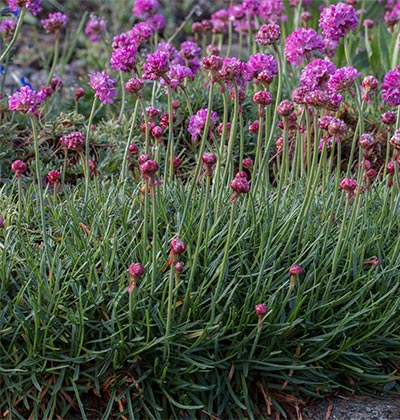 Dianthus