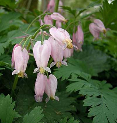 Western Bleeding Heart