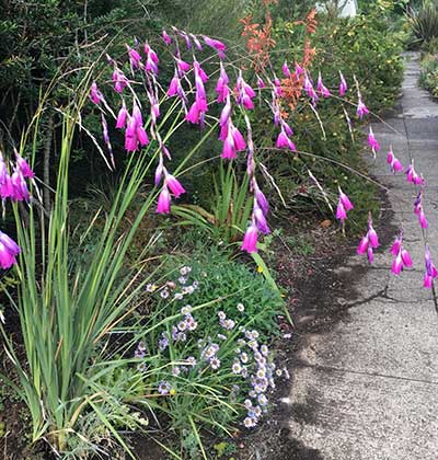 Dierama 'Angel's Fishing Rod'