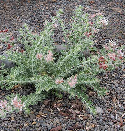 Hairy Canary Clover